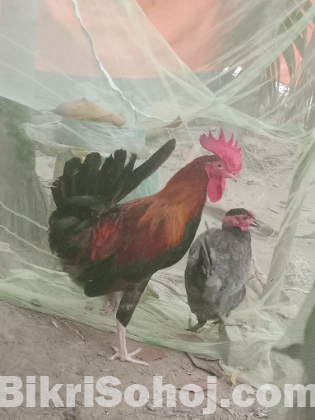 বড় জাতের দেশি মোরগ